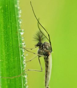Close-up of insect on green leaf