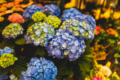 Close-up of purple flowering plants