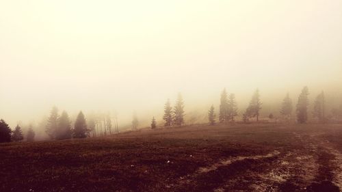 Trees in foggy weather