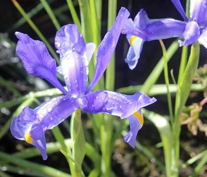 Close-up of purple flowers blooming