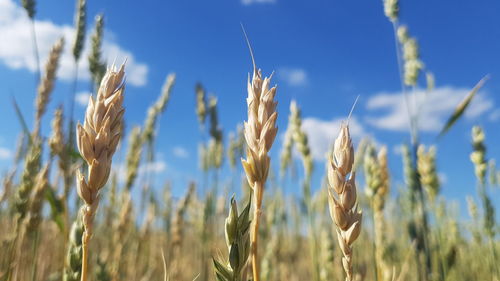 Close-up of stalks in field against sky