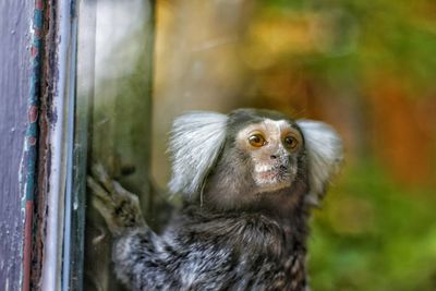 Close-up portrait of a monkey