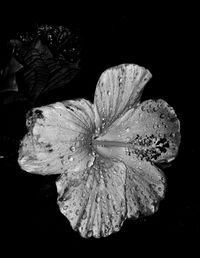 Close-up of flower over black background