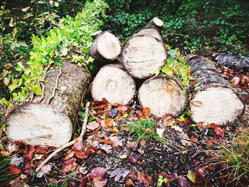 Stack of tree in field