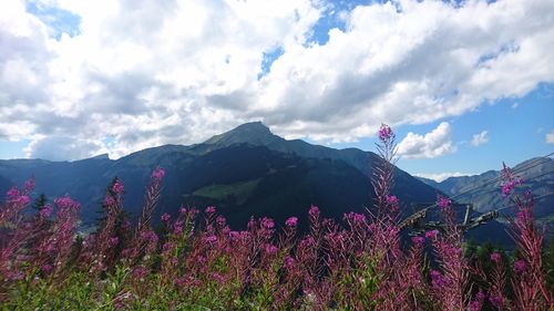 Plants growing on mountain against sky