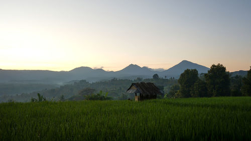 Scenic view of agricultural field against sky during sunset