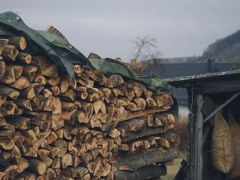 Stack of logs in forest