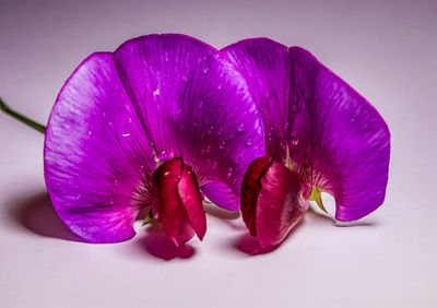 Close-up of purple orchids on table