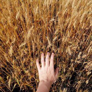 Close-up of hand touching wheat crop