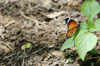 Butterfly on leaf