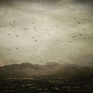Birds flying over landscape against sky