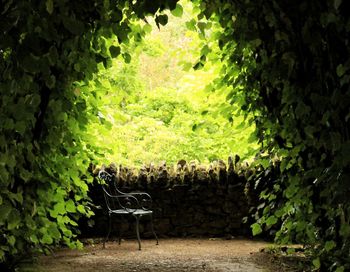 View of bench in park