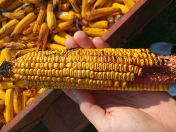 Cropped image of man holding corn