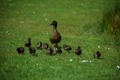 Ducks on a lake