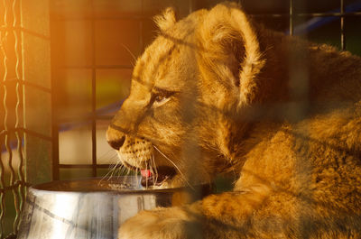 Close-up of cat drinking from glass in zoo