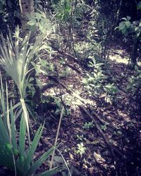 Close-up of plants in forest