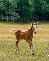 Horse standing in a field