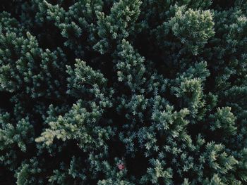 High angle view of tree in forest