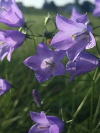 Close-up of purple flowers blooming outdoors