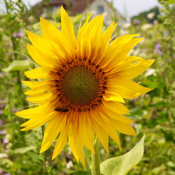 Close-up of sunflower in field