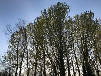 Low angle view of trees against sky