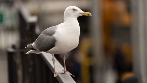 Close-up of seagull