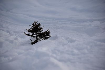 Low angle view of tree against sky during winter