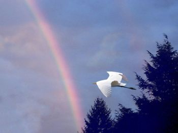 Low angle view of bird flying against sky