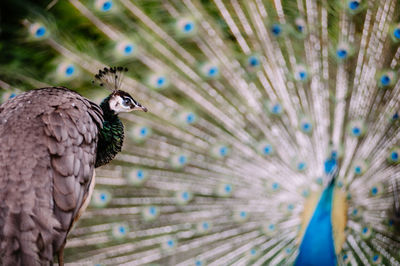 Close-up of peahen with fanned out peacock in background