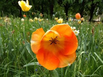 Close-up of yellow poppy flower on field