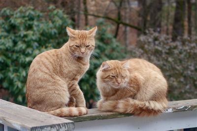 Two orange tabby cats