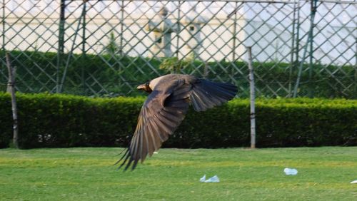 Bird flying in a zoo