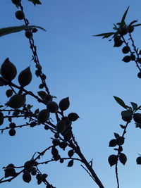 Low angle view of tree against clear blue sky