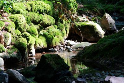 Scenic view of stream flowing through rocks