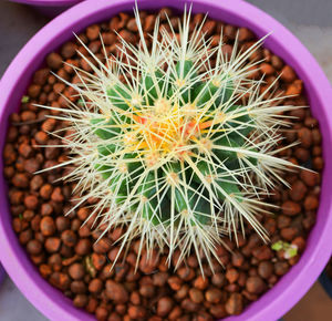 High angle view of succulent plant in pot