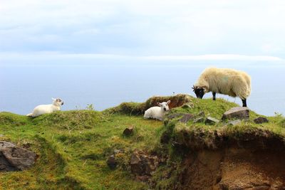 View of sheep on shore  on islay of skye
