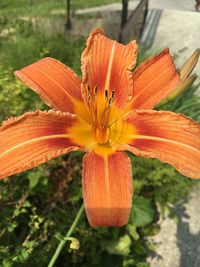 Close-up of orange day lily blooming outdoors