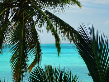 Palm trees by sea against sky