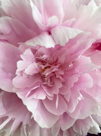 Close-up of pink dahlia