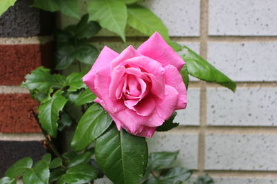 Close-up of pink flower blooming outdoors