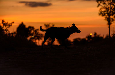 Silhouette dog running on field during sunset