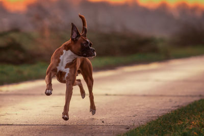 Dog running on footpath