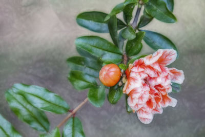 Close-up of red berries on plant