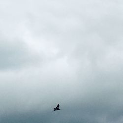 Seagull flying in sky