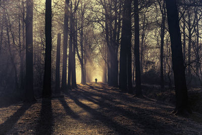 Trees in forest