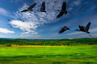 Birds flying over grassy field against sky