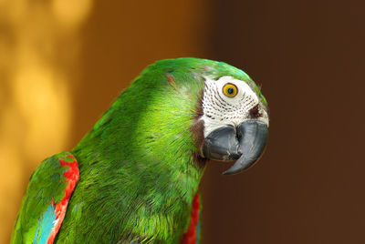 Close up of parrot