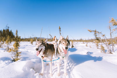 Dog standing on snow covered land