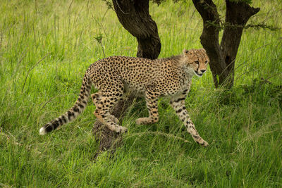 Cheetah cub jumps off tree into grass