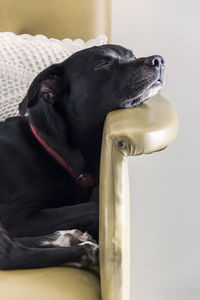 Close-up of a dog sleeping on a vintage armchair